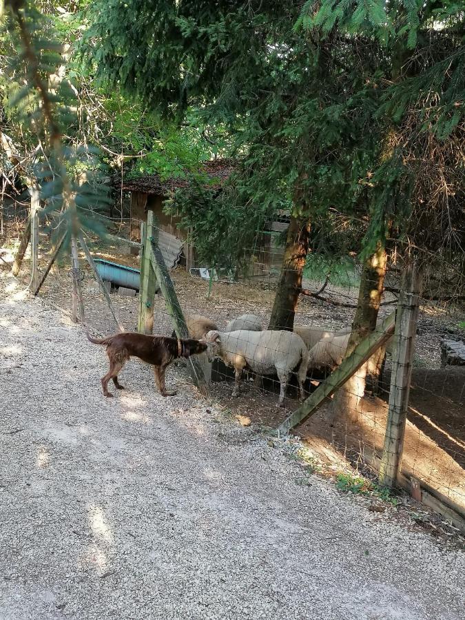 Parraghegy Apartman Villa Zalaszanto Dış mekan fotoğraf