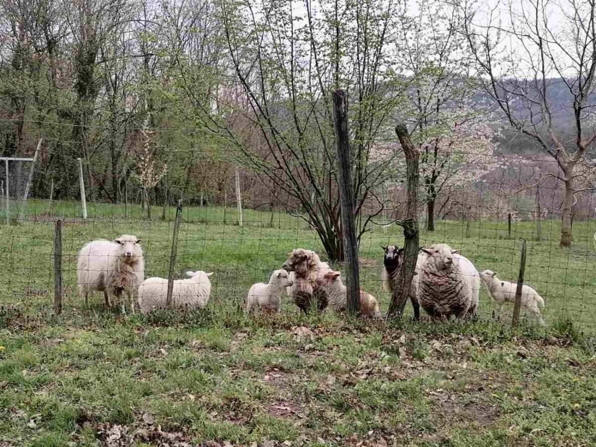 Parraghegy Apartman Villa Zalaszanto Dış mekan fotoğraf